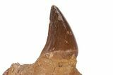 Fossil Mosasaur Jaw Section with Tooth - Morocco #217448-1